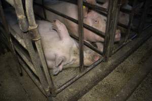 Sow stalls at Dublin Piggery SA - Australian pig farming - Captured at Dublin Piggery, Dublin SA Australia.