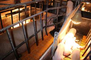 Farrowing crates at Huntly Piggery NSW - Australian pig farming - Captured at Huntly Piggery, Huntly North VIC Australia.