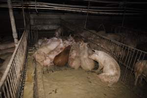 Grower/finisher pigs living in excrement - Australian pig farming - Captured at Narrogin Piggery, Dumberning WA Australia.