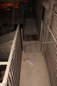 Dead piglet in walkway - Australian pig farming - Captured at Willawa Piggery, Grong Grong NSW Australia.