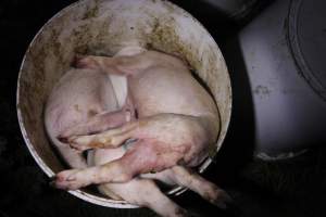 Dead piglets in bucket - Australian pig farming - Captured at Mindarra Piggery (module 1), Boonanarring WA Australia.