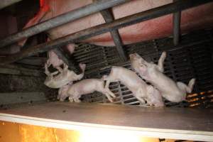 Several dead piglets in farrowing crate - Australian pig farming - Captured at Wasleys Tailem Bend Piggery, Tailem Bend SA Australia.