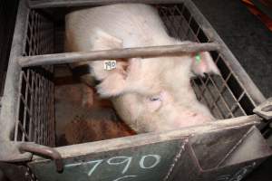 Farrowing crates at Willawa Piggery NSW - Australian pig farming - Captured at Willawa Piggery, Grong Grong NSW Australia.