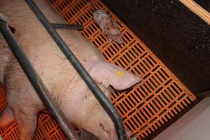 Farrowing crates at Wasleys Piggery SA - Australian pig farming - Captured at Wasleys Piggery, Pinkerton Plains SA Australia.