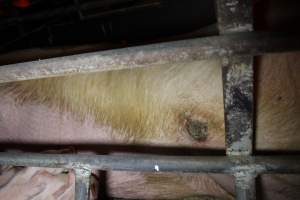 Farrowing crates at Finniss Park Piggery SA - Australian pig farming - Captured at Finniss Park Piggery, Mannum SA Australia.