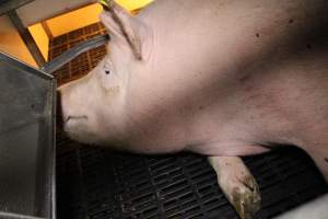 Farrowing crates at Sheaoak Piggery SA - Australian pig farming - Captured at Sheaoak Piggery, Shea-Oak Log SA Australia.