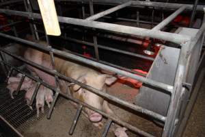 Farrowing crates at Finniss Park Piggery SA - Australian pig farming - Captured at Finniss Park Piggery, Mannum SA Australia.