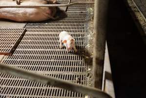 Farrowing crates at Yelmah Piggery SA - Australian pig farming - Captured at Yelmah Piggery, Magdala SA Australia.