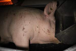 Sow with cuts and scratches - Australian pig farming - Captured at Sheaoak Piggery, Shea-Oak Log SA Australia.