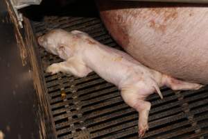 Farrowing crates at Selko Piggery NSW - Australian pig farming - Captured at Selko Piggery, Narrandera NSW Australia.