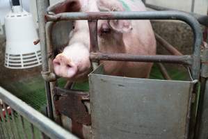 Farrowing crates at Yelmah Piggery SA - Australian pig farming - Captured at Yelmah Piggery, Magdala SA Australia.