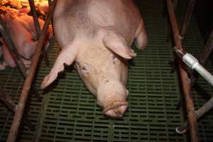 Farrowing crates at Bungowannah Piggery NSW - Australian pig farming - Captured at Bungowannah Piggery, Bungowannah NSW Australia.