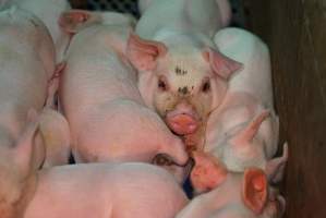 Farrowing crates at Yelmah Piggery SA - Australian pig farming - Captured at Yelmah Piggery, Magdala SA Australia.