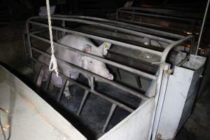 Farrowing crates at Deni Piggery NSW - Australian pig farming - Captured at Deni Piggery, Deniliquin NSW Australia.