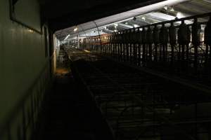 Huge sow stall shed - Australian pig farming - Captured at Grong Grong Piggery, Grong Grong NSW Australia.