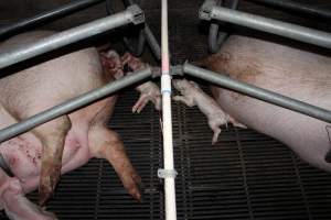 Farrowing crates at Selko Piggery NSW - Australian pig farming - Captured at Selko Piggery, Narrandera NSW Australia.