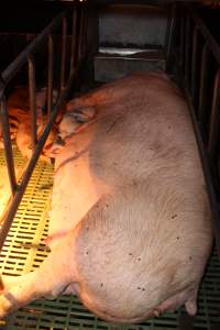 Farrowing crates at Bungowannah Piggery NSW - Australian pig farming - Captured at Bungowannah Piggery, Bungowannah NSW Australia.