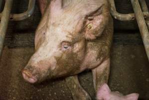 Farrowing crates at Yelmah Piggery SA - Australian pig farming - Captured at Yelmah Piggery, Magdala SA Australia.