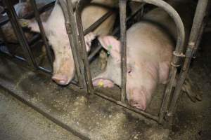 Sow stalls at Dublin Piggery SA - Australian pig farming - Captured at Dublin Piggery, Dublin SA Australia.