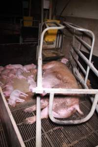 Farrowing crates at Girgarre Piggery VIC - Australian pig farming - Captured at Girgarre Piggery, Girgarre VIC Australia.