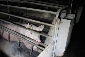 Farrowing crates at Deni Piggery NSW - Australian pig farming - Captured at Deni Piggery, Deniliquin NSW Australia.