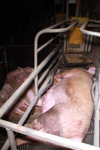 Farrowing crates at Girgarre Piggery VIC - Australian pig farming - Captured at Girgarre Piggery, Girgarre VIC Australia.