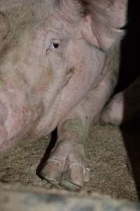 Sow stalls at Korunye Park Piggery SA - Australian pig farming - Captured at Korunye Park Piggery, Korunye SA Australia.