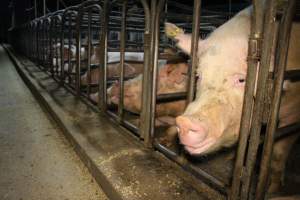 Sow stalls at Dublin Piggery SA - Australian pig farming - Captured at Dublin Piggery, Dublin SA Australia.