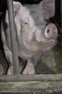 Sow stalls at Korunye Park Piggery SA - Australian pig farming - Captured at Korunye Park Piggery, Korunye SA Australia.