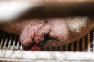 Farrowing crates at St Arnaud Piggery VIC - Australian pig farming - Captured at St Arnaud Piggery Units 2 & 3, St Arnaud VIC Australia.