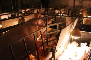 Farrowing crates at Huntly Piggery NSW - Australian pig farming - Captured at Huntly Piggery, Huntly North VIC Australia.