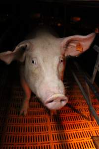 Farrowing crates at Wasleys Piggery SA - Australian pig farming - Captured at Wasleys Piggery, Pinkerton Plains SA Australia.