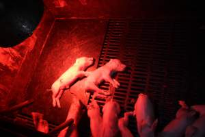 Farrowing crates at Wasleys Tailem Bend Piggery SA - Australian pig farming - Captured at Tailem Bend Piggery, Tailem Bend SA Australia.