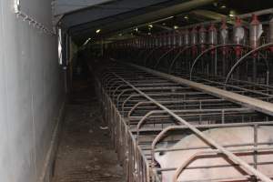 Huge sow stall shed - Australian pig farming - Captured at Grong Grong Piggery, Grong Grong NSW Australia.