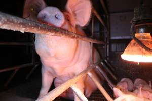 Farrowing crates at Finniss Park Piggery SA - Australian pig farming - Captured at Finniss Park Piggery, Mannum SA Australia.