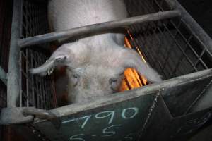 Farrowing crates at Willawa Piggery NSW - Australian pig farming - Captured at Willawa Piggery, Grong Grong NSW Australia.