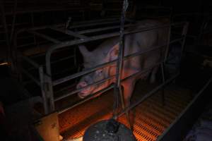 Farrowing crates at Wasleys Piggery SA - Australian pig farming - Captured at Wasleys Piggery, Pinkerton Plains SA Australia.