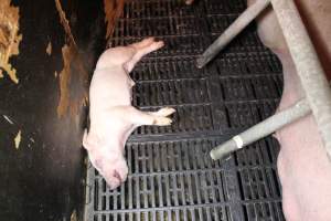 Farrowing crates at Wasleys Tailem Bend Piggery SA - Australian pig farming - Captured at Tailem Bend Piggery, Tailem Bend SA Australia.