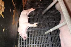 Farrowing crates at Wasleys Tailem Bend Piggery SA - Australian pig farming - Captured at Wasleys Tailem Bend Piggery, Tailem Bend SA Australia.