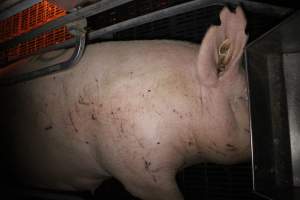 Sow with cuts and scratches - Australian pig farming - Captured at Sheaoak Piggery, Shea-Oak Log SA Australia.