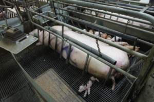 Farrowing crates at Nambeelup Piggery WA - Australian pig farming - Captured at Nambeelup Piggery, Nambeelup WA Australia.