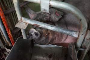 Farrowing crates at Yelmah Piggery SA - Australian pig farming - Captured at Yelmah Piggery, Magdala SA Australia.