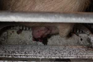 Farrowing crates at St Arnaud Piggery VIC - Australian pig farming - Captured at St Arnaud Piggery Units 2 & 3, Saint Arnaud VIC Australia.