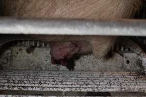 Farrowing crates at St Arnaud Piggery VIC - Australian pig farming - Captured at St Arnaud Piggery Units 2 & 3, St Arnaud VIC Australia.