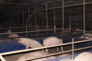 Group pig pens - Australian pig farming - Captured at Selko Piggery, Narrandera NSW Australia.