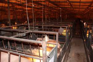 Looking across farrowing shed - Australian pig farming - Captured at Bungowannah Piggery, Bungowannah NSW Australia.