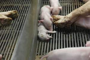 Farrowing crates at Nambeelup Piggery WA - Australian pig farming - Captured at Nambeelup Piggery, Nambeelup WA Australia.