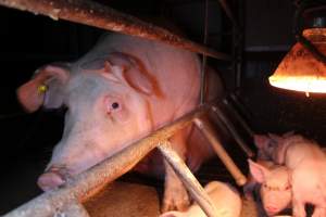 Farrowing crates at Finniss Park Piggery SA - Australian pig farming - Captured at Finniss Park Piggery, Mannum SA Australia.