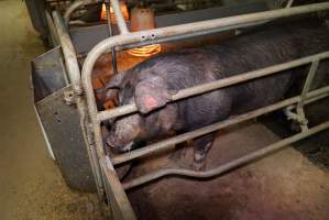 Farrowing crates at Yelmah Piggery SA - Australian pig farming - Captured at Yelmah Piggery, Magdala SA Australia.