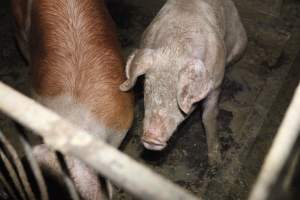 Grower/finisher pigs at Narrogin Piggery WA - Australian pig farming - Captured at Narrogin Piggery, Dumberning WA Australia.